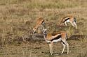 038 Kenia, Masai Mara, thomsongazelle